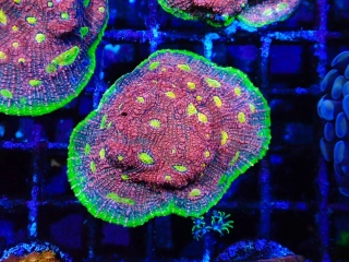 Echinophyllia watermelon (frag 4x4cm)