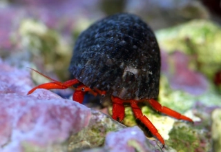 Clibanarius rutilus