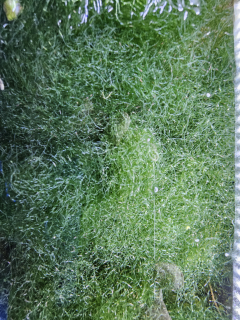 Cheatomorpha sp. 0.5l.