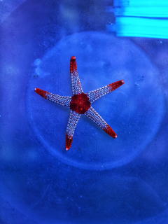 Fromia monilis