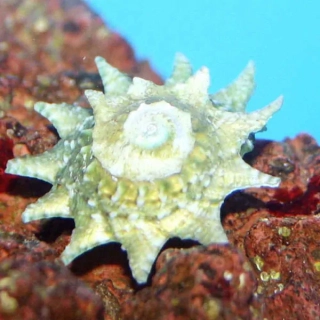 Donka Ostnitá (Lithopoma phoebium)