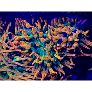 Entacmaea quadricolor (Rainbow)