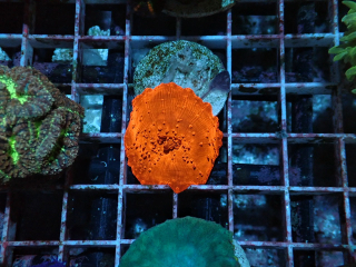 Discosoma Ultra Red