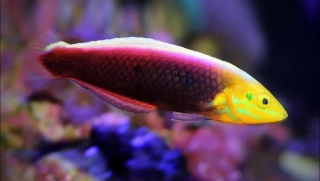 Halichoeres iridis
