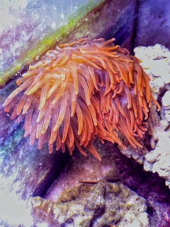 Entacmaea quadricolor (Red)