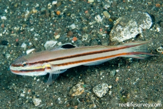 Valenciennea helsdingenii