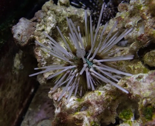 Echinothrix calamaris