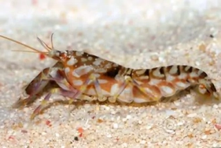  Alpheus sp.