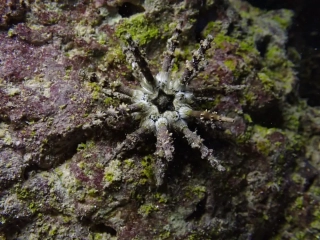 Eucidaris sp.