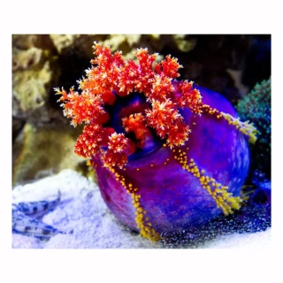 Pseudocolochirus Violaceus Sea Apple