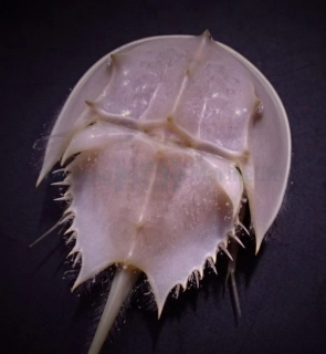 Limulus polyphemus (Krab podkovy)