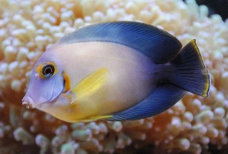 Acanthurus pyrofeus