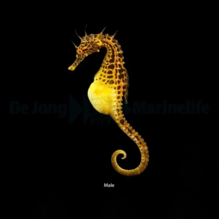 Hippocampus abdominalis 