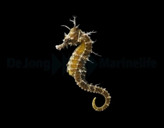 Hippocampus erectus