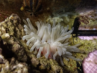 Condylactis gigantea 