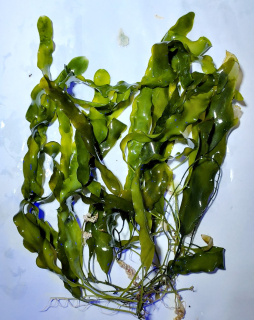 Caulerpa prolifera 