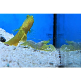 Alpheus ochrostriatus