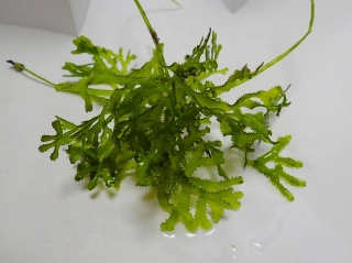Caulerpa serrulata