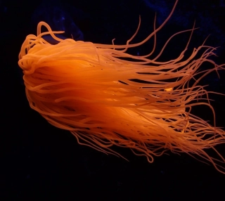 Pachycerianthus Orientalis Rose (metalic orange)