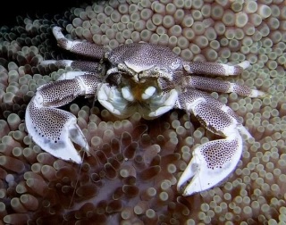 Neopetrolisthes ohshimai 
