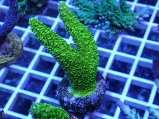 Acropora tumida 