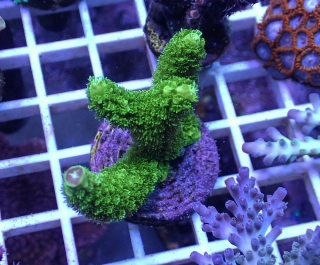 Acropora tumida 