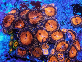 Zoanthus sp. (4p.)