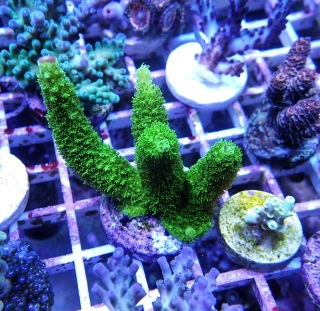 Acropora tumida 