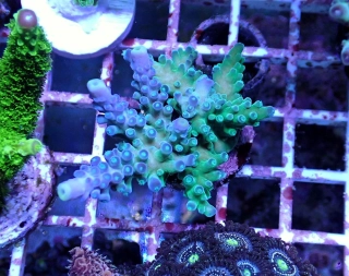 Acropora tortuosa