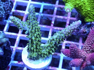 Acropora abrotonoides 