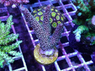 Acropora prostata 