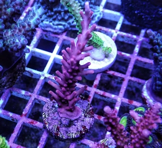 Acropora cardus (Red Dragon)