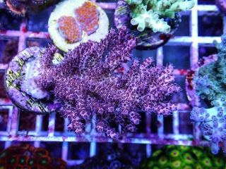 Acropora hyacinthus 
