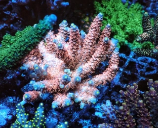 Acropora tenuis (frag 4cm)