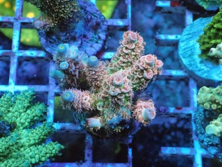 Acropora tenuis (Walt Disney)