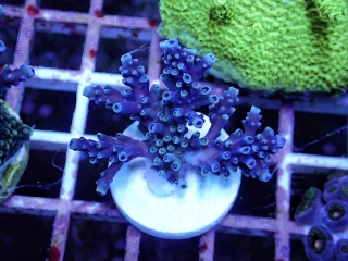 Acropora sp.