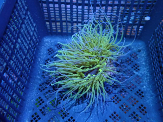 Anemonia viridis