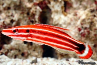 Bodianus sepiacaudus