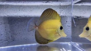 Zebrasoma scopas (Yellow)