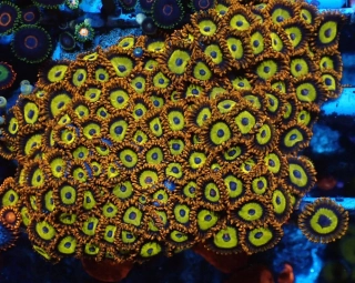 Zoanthus Fruit Loops (4p.)