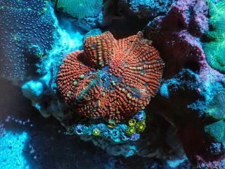 Discosoma ultrta (Red Devil)