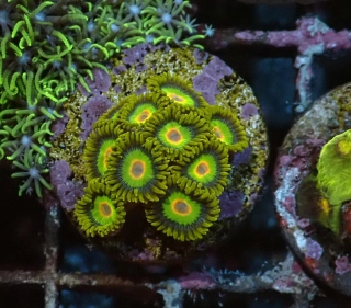 Zoanthus Rasta 