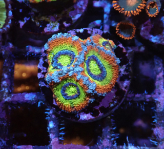 Micromussa lordhowensis (Holy Grail)