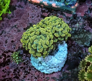 Euphyllia paraancora Gold ( 2hl.)