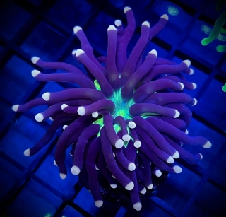 Euphyllia glabrescens (Joker) 1h.