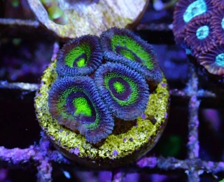 Micromussa lordhowensis