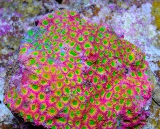 Favites (Day-Glo Jason Fox) Frag 3x3cm