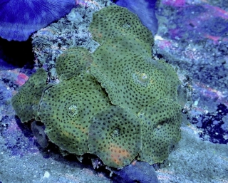 Discosoma sp.