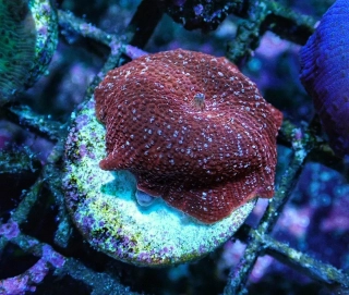 Discosoma sp.