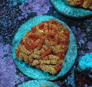 Favia sp. Ultra  ( 8cm)